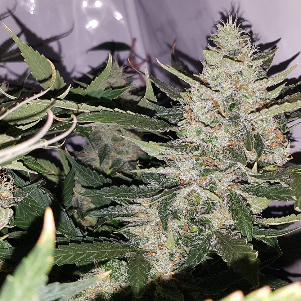 качественные семена конопли Auto X.Treme feminised Ganja Seeds