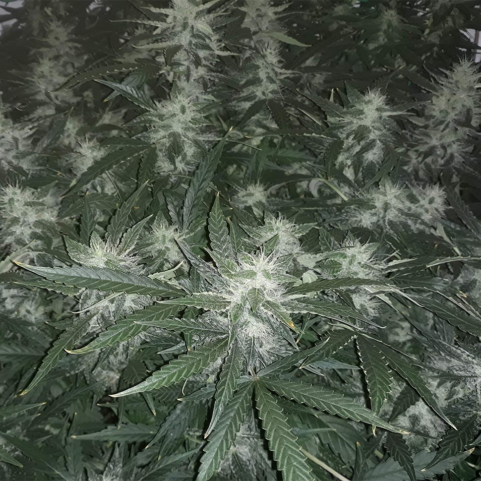 семена конопли в Казахстане Auto X.Treme feminised Ganja Seeds