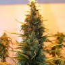 Семена марихуаны  The Doctor feminised Ganja Seeds