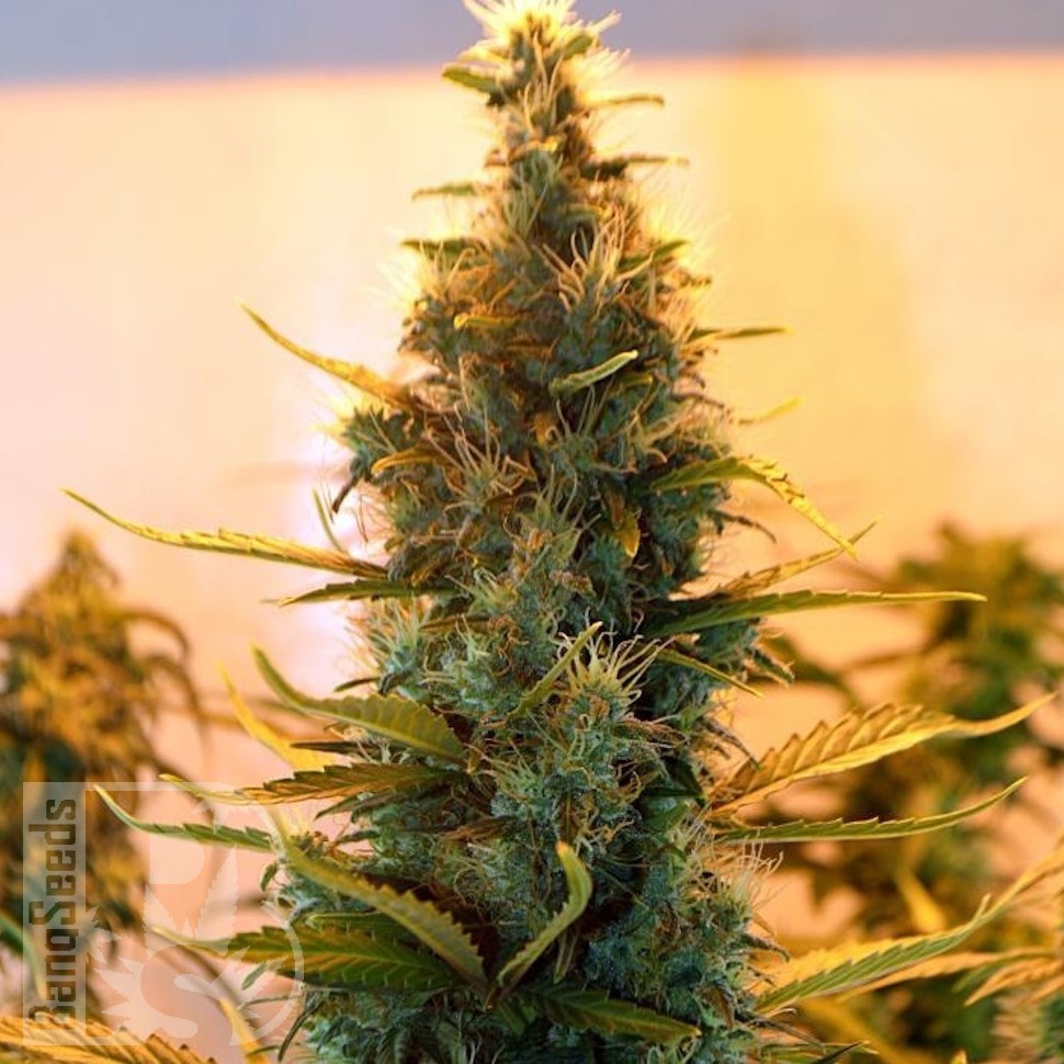 Семена марихуаны  The Doctor feminised Ganja Seeds