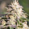 Семена марихуаны  The Doctor feminised Ganja Seeds