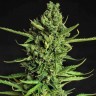 Семена марихуаны  The Doctor feminised Ganja Seeds