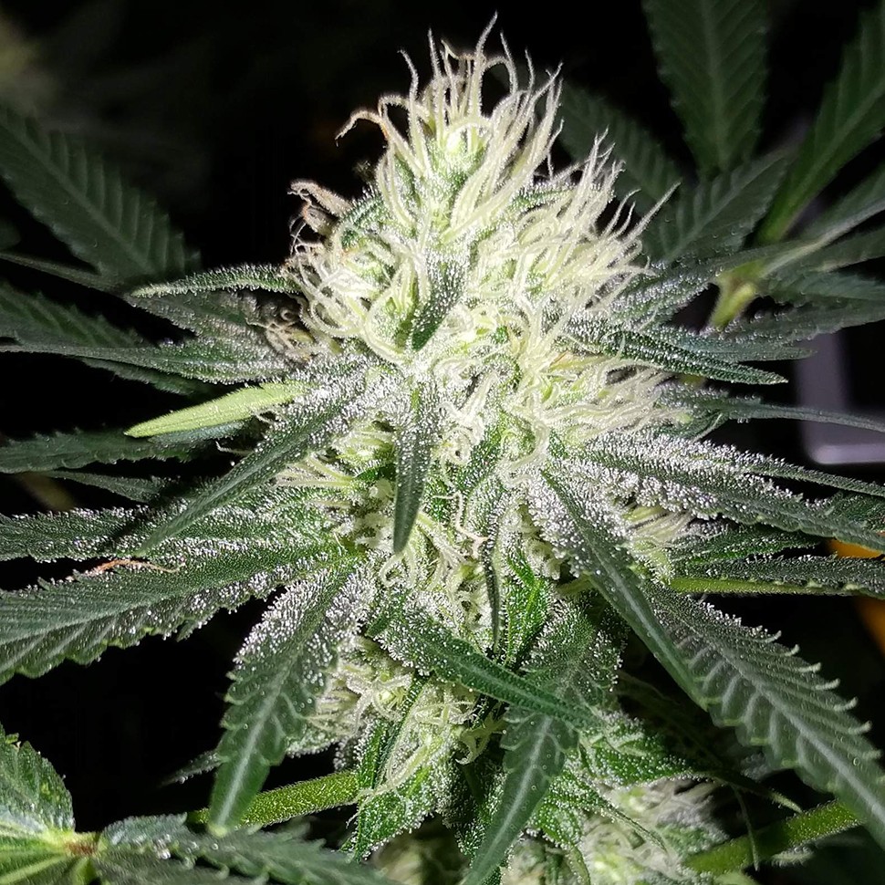 Семена каннабиса  Auto Bubblelicious feminised Ganja Seeds