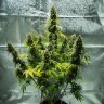 Auto Royal Haze feminised Ganja Seeds заказать