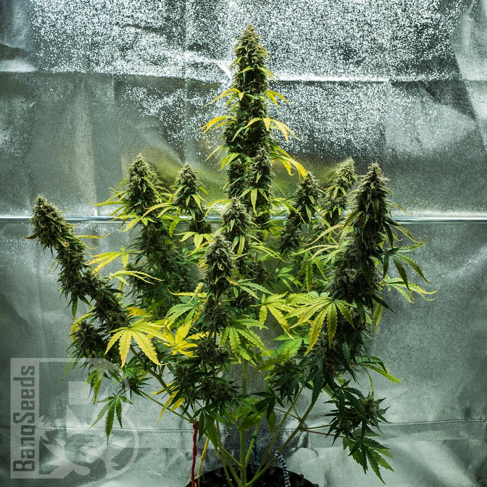 Auto Royal Haze feminised Ganja Seeds заказать