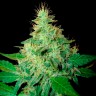 Auto Royal Haze feminised Ganja Seeds купить