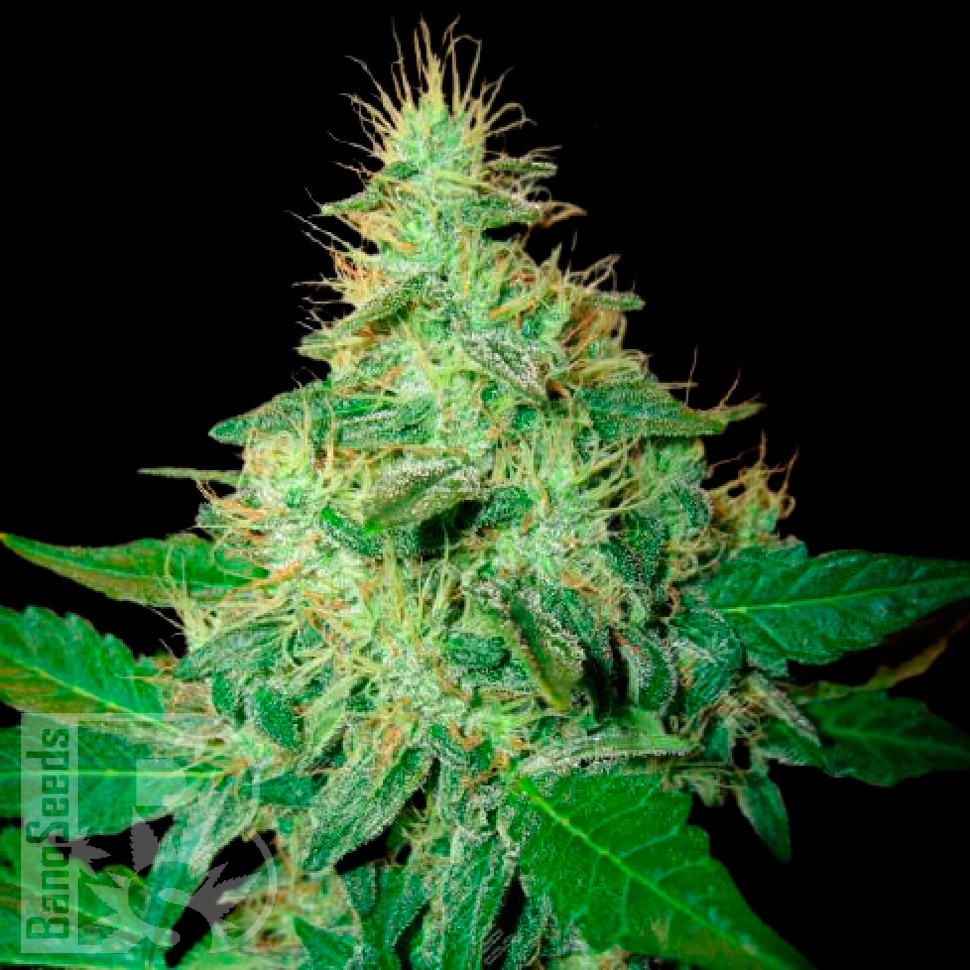 Семена конопли  Auto Royal Haze feminised Ganja Seeds