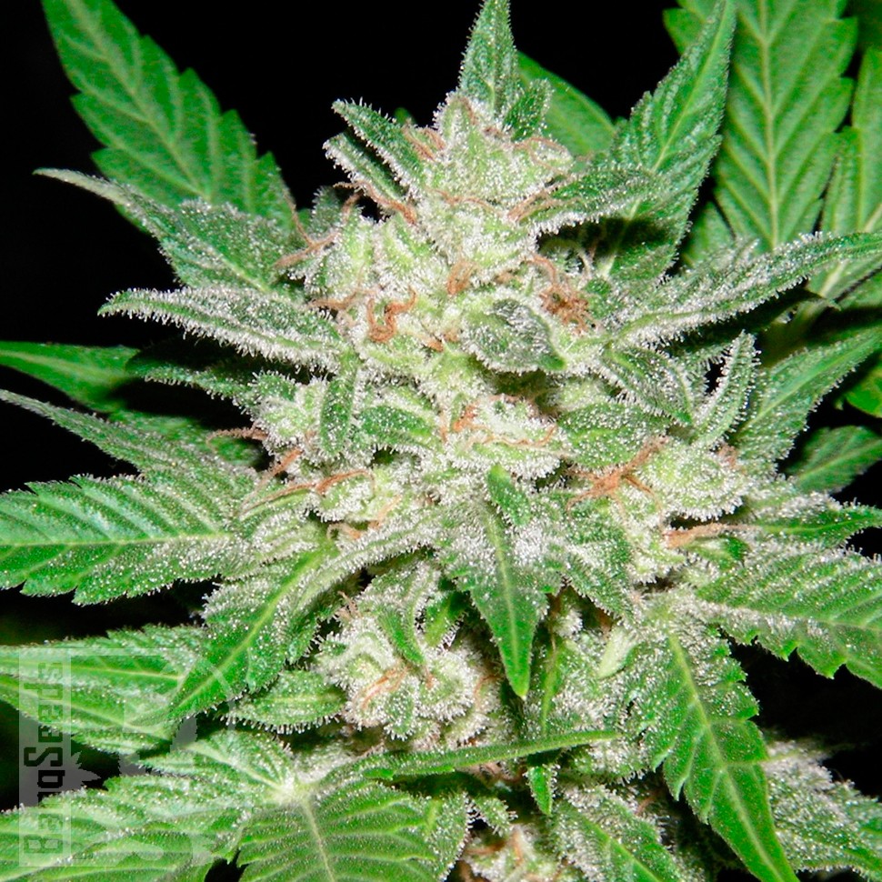 Auto Royal Haze feminised Ganja Seeds недорого