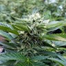 Chemdog feminised Ganja Seeds