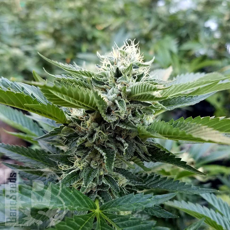 Chemdog feminised Ganja Seeds