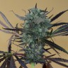 Chemdog feminised Ganja Seeds