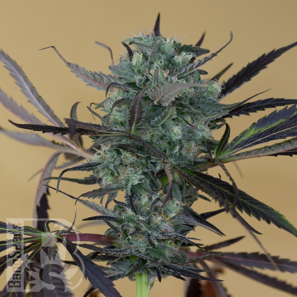 Chemdog feminised Ganja Seeds