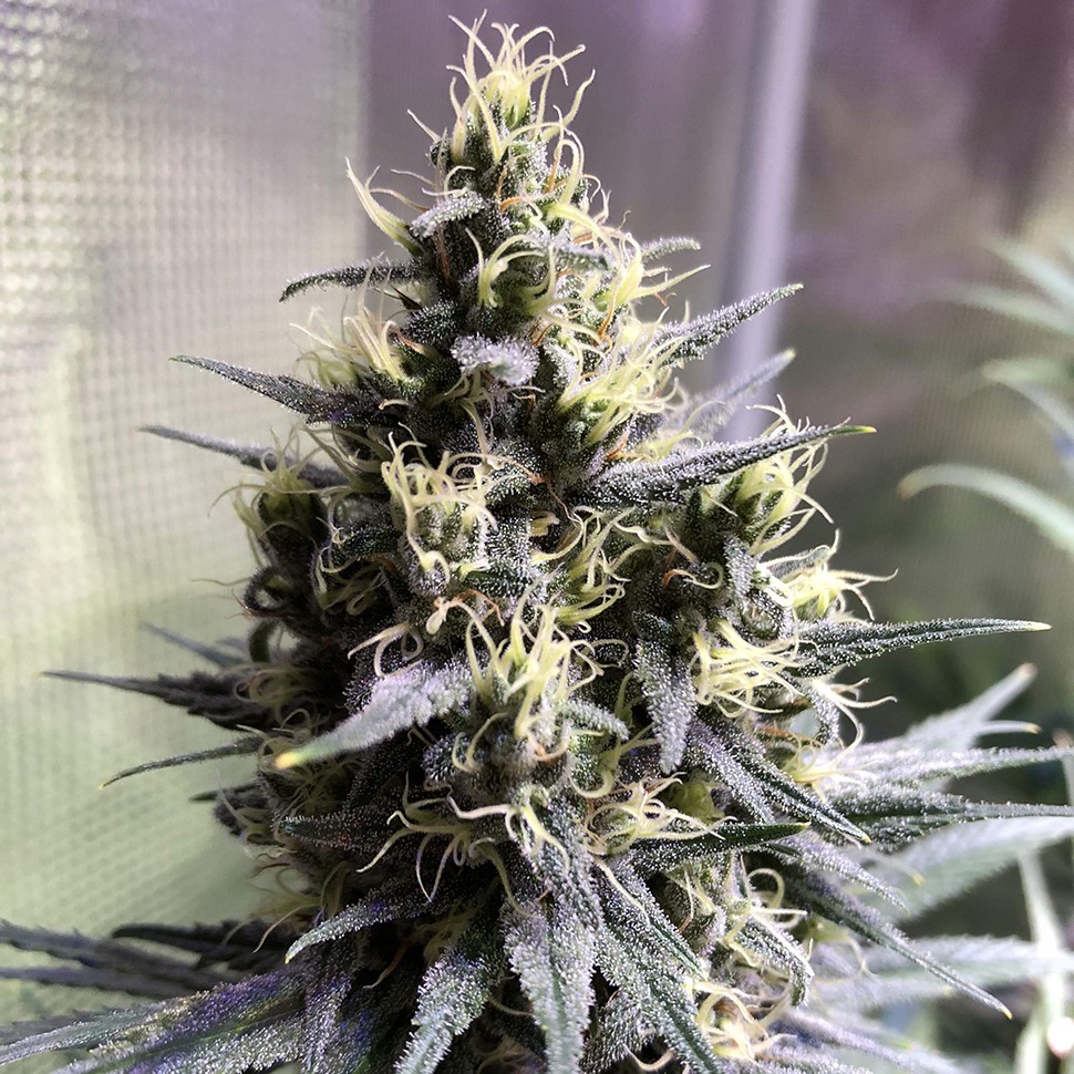 Семена конопли  Auto Chocolope feminised Ganja Seeds