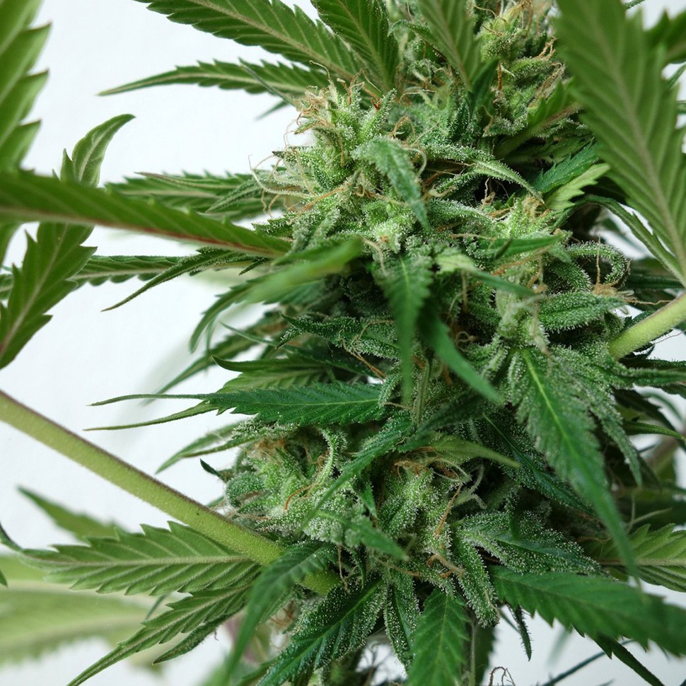 Семена конопли  New York Diesel feminised Neuro Seeds