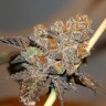 мощные семена конопли Seemango feminised Victory Seeds