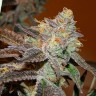 семена конопли в фирменной упаковке Seemango feminised Victory Seeds