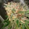 семена конопли Cookies Kush feminised Ganja Seeds