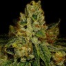 Семена каннабиса  Cookies Kush feminised Ganja Seeds