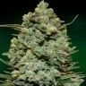 Семена каннабиса  Cookies Kush feminised Ganja Seeds