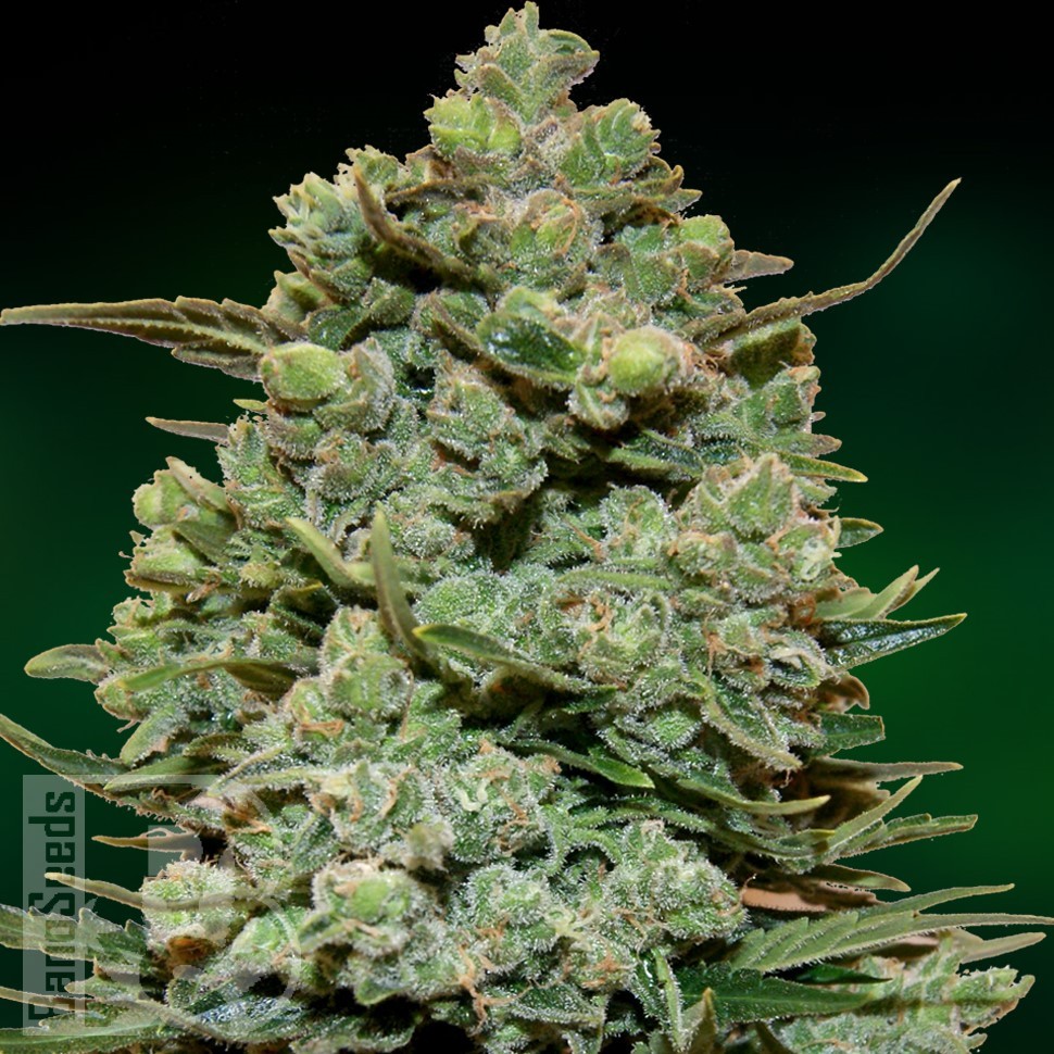 Семена каннабиса  Cookies Kush feminised Ganja Seeds