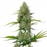 Auto Royal Critical feminised Ganja Seeds семена