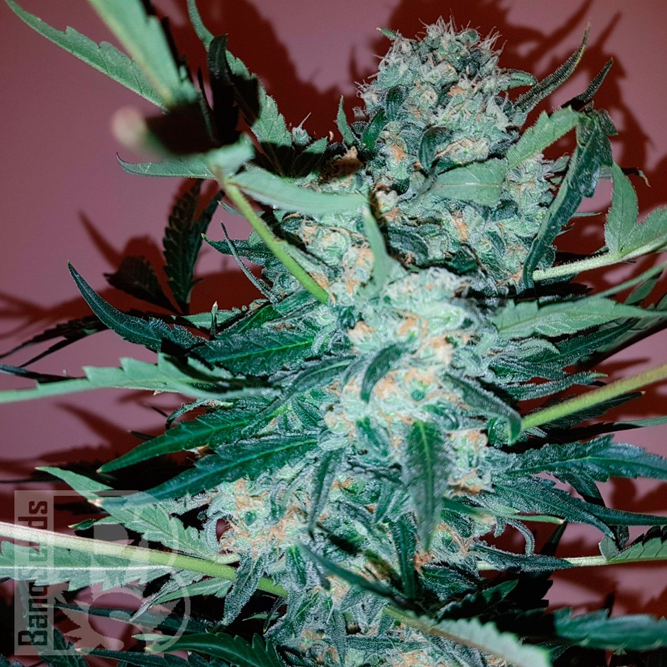 Auto Royal Critical feminised Ganja Seeds заказать