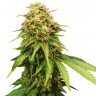 Auto Royal Critical feminised Ganja Seeds купить