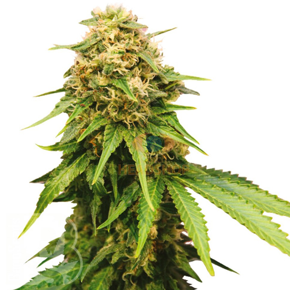 Семена каннабиса  Auto Royal Critical feminised Ganja Seeds