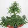 Семена ганжа  Top Skunk 44 x AK 47 feminised Ganja Seeds