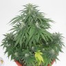 Семена ганжа  Top Skunk 44 x AK 47 feminised Ganja Seeds