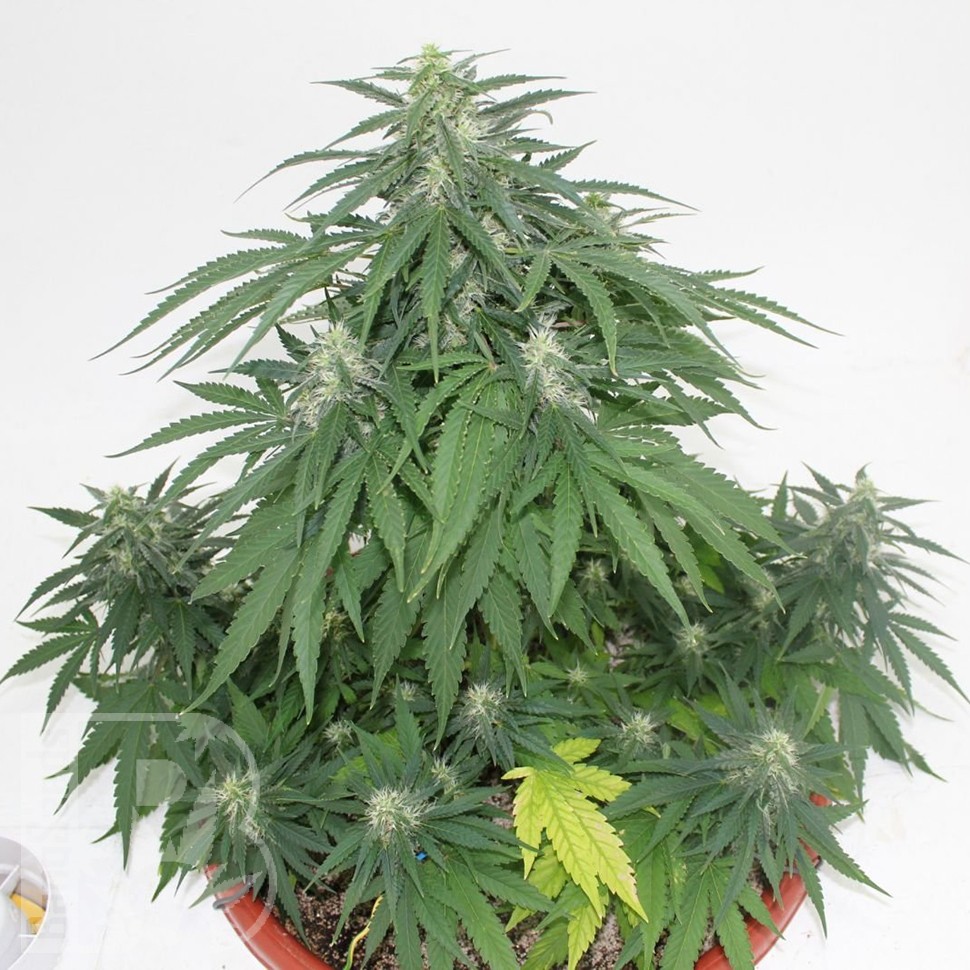 Семена ганжа  Top Skunk 44 x AK 47 feminised Ganja Seeds