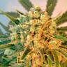 Семена ганжа  Top Skunk 44 x AK 47 feminised Ganja Seeds