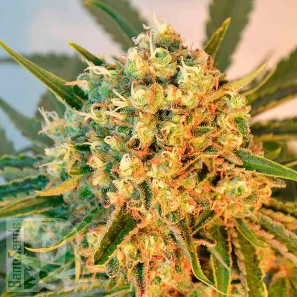 Семена ганжа  Top Skunk 44 x AK 47 feminised Ganja Seeds