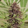 Семена ганжа  Top Skunk 44 x AK 47 feminised Ganja Seeds