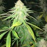 Семена ганжа  Top Skunk 44 x AK 47 feminised Ganja Seeds