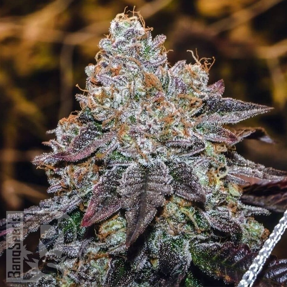 Семена  Mama Mia regular Ganja Seeds