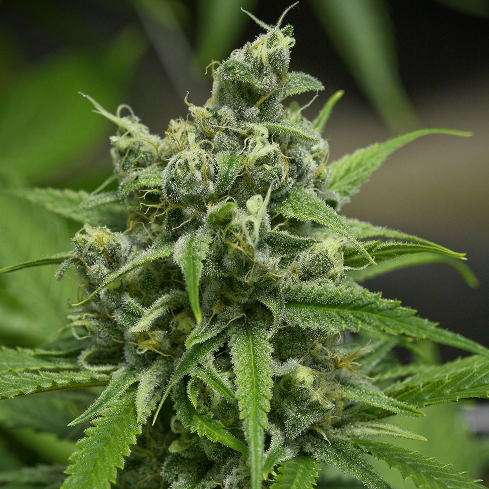 Семена конопли  Auto Haze Gom feminised Ganja Seeds