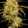 Семена конопли  Auto Haze Gom feminised Ganja Seeds