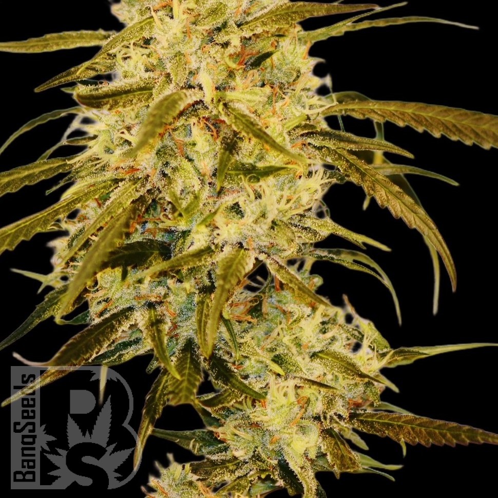 Семена конопли  Auto Haze Gom feminised Ganja Seeds