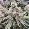 семена конопли курьером Super Extra Skunk feminised Victory Seeds