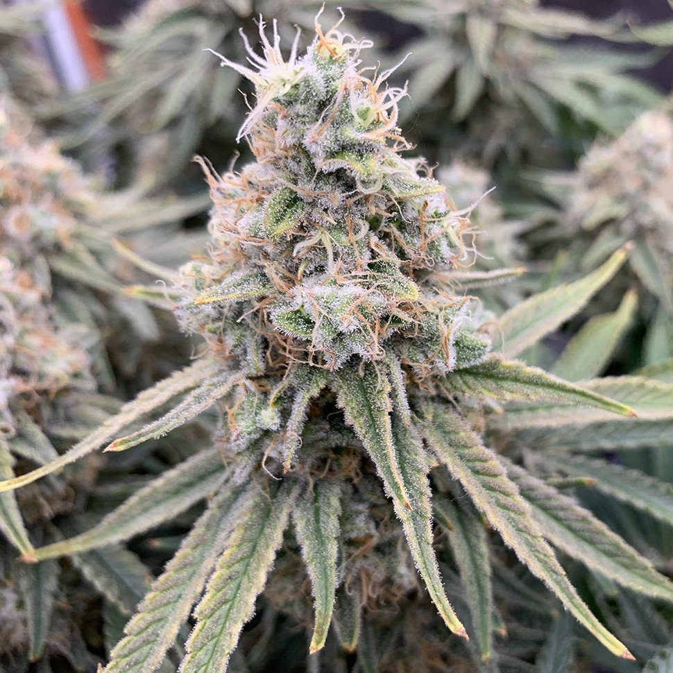 Семена ганжа  Super Extra Skunk feminised Victory Seeds