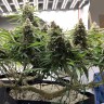 семена конопли f1 в оригинальной упаковке Super Extra Skunk feminised Victory Seeds