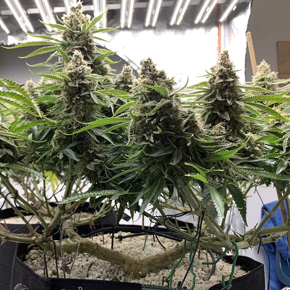 семена конопли f1 в оригинальной упаковке Super Extra Skunk feminised Victory Seeds