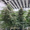 семена сортовой конопли Super Extra Skunk feminised Victory Seeds