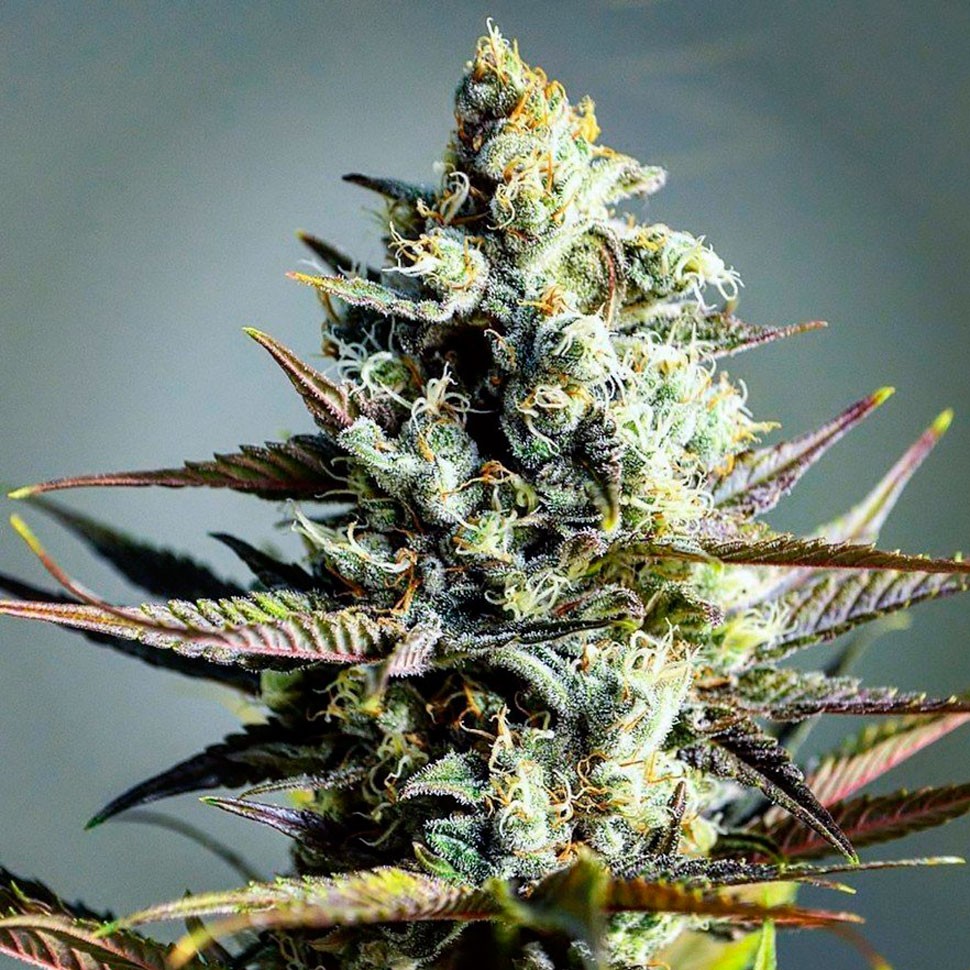 смена конопли Critical Kush feminised Ganja Seeds