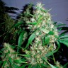 качественные семена конопли Critical Kush feminised Ganja Seeds