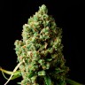 семена Critical Kush feminised Ganja Seeds