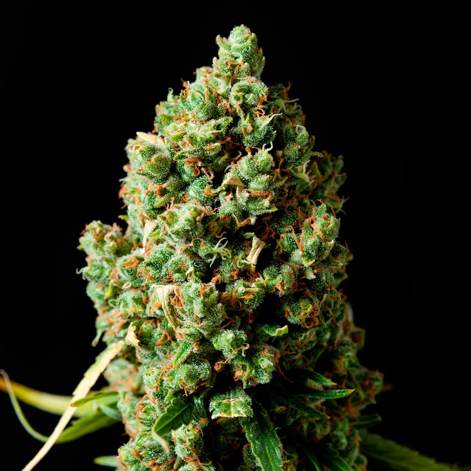 Семена марихуаны  Critical Kush feminised Ganja Seeds