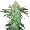 Auto Easy Bud feminised Ganja Seeds семена