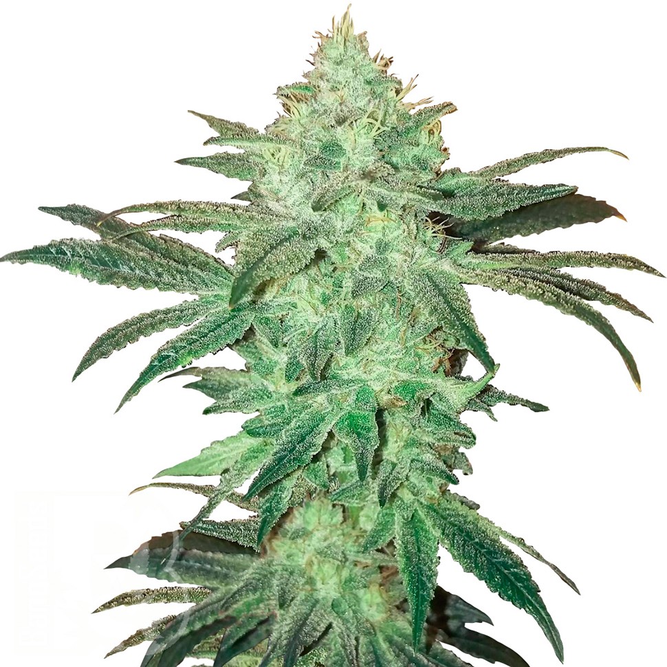 Auto Easy Bud feminised Ganja Seeds семена